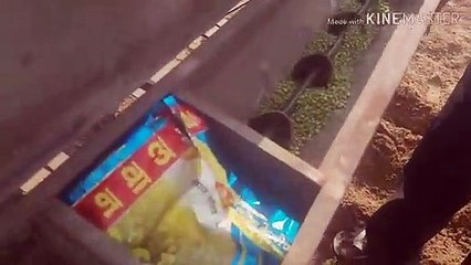 How to grow peas plant part 1  -- apne kheton m lagayen matter part 1