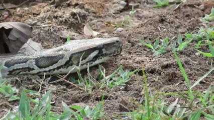 Attractive Experiment : Coca cola Vs Pepsi Vs Eggs Catch Python Snake From Underground Hole