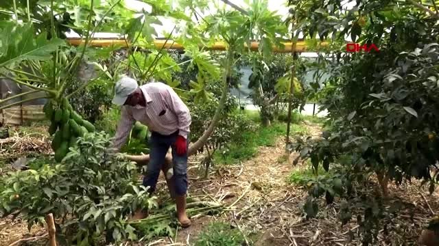 ANTALYA GEÇİMİNİ PAPAYADAN SAĞLIYOR