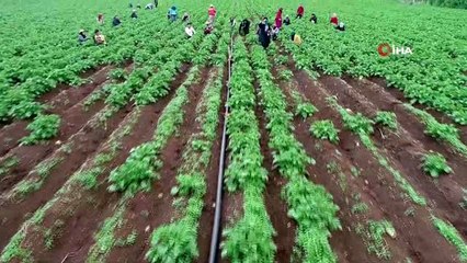 Drone gören tarım işçileri şaşkına döndü