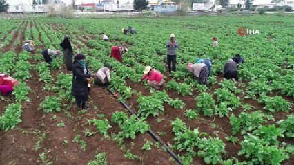 Drone gören tarım işçileri şaşkına döndü