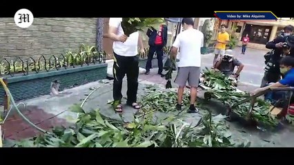 Fishtail Leaves for Palms