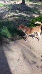 new funny dog video clip-2020