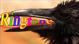 new Good Morning Ringtone-Crow Ringtone-2020