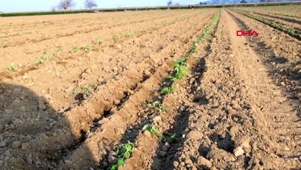 İZMİR FOÇA'DA ÜRETİCİLER KORONAVİRÜS SONRASI GIDA SIKINTISI OLMAMASI İÇİN TARLAYA İNDİ