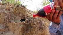 Experiment : Coca Cola Vs Mentos Catch Water Snakes From Underground Hole