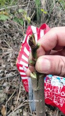 New Videos A Good Method of Planting a Tree Seedling