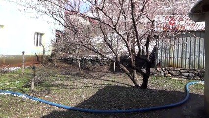 Baharı beklerken kara teslim oldular