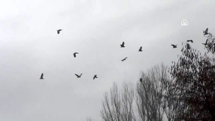 Ovacık göçmen kuşlarla şenlendi