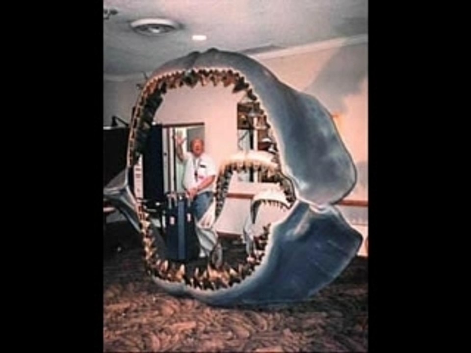 Paranormal creatures part 3 (shark)