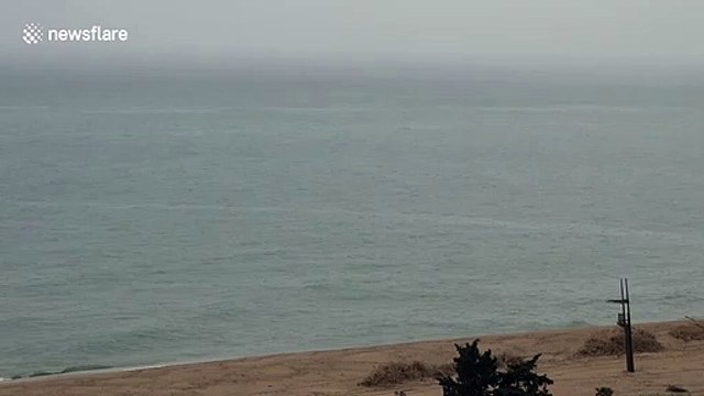 Dolphins frolic close to Spanish coast as Covid-19 leaves beaches deserted