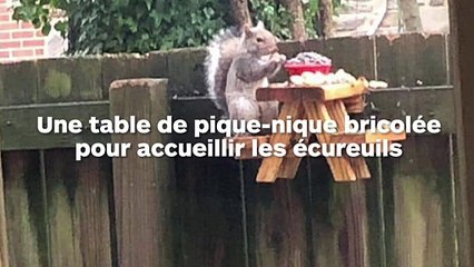Comment observer les écureuils pendant le confinement