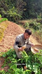 Good talent, unique style I just watch the chickens and birds.