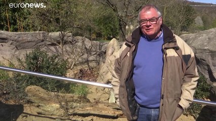 Zoo in difficoltà: gli animali vittime silenziose del coronavirus