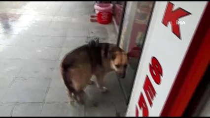 Güvercin ve köpeğin şaşırtan dostluğu kamerada