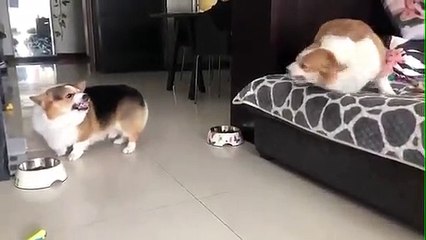 Ohh 2 doggy fighting like husband and wife