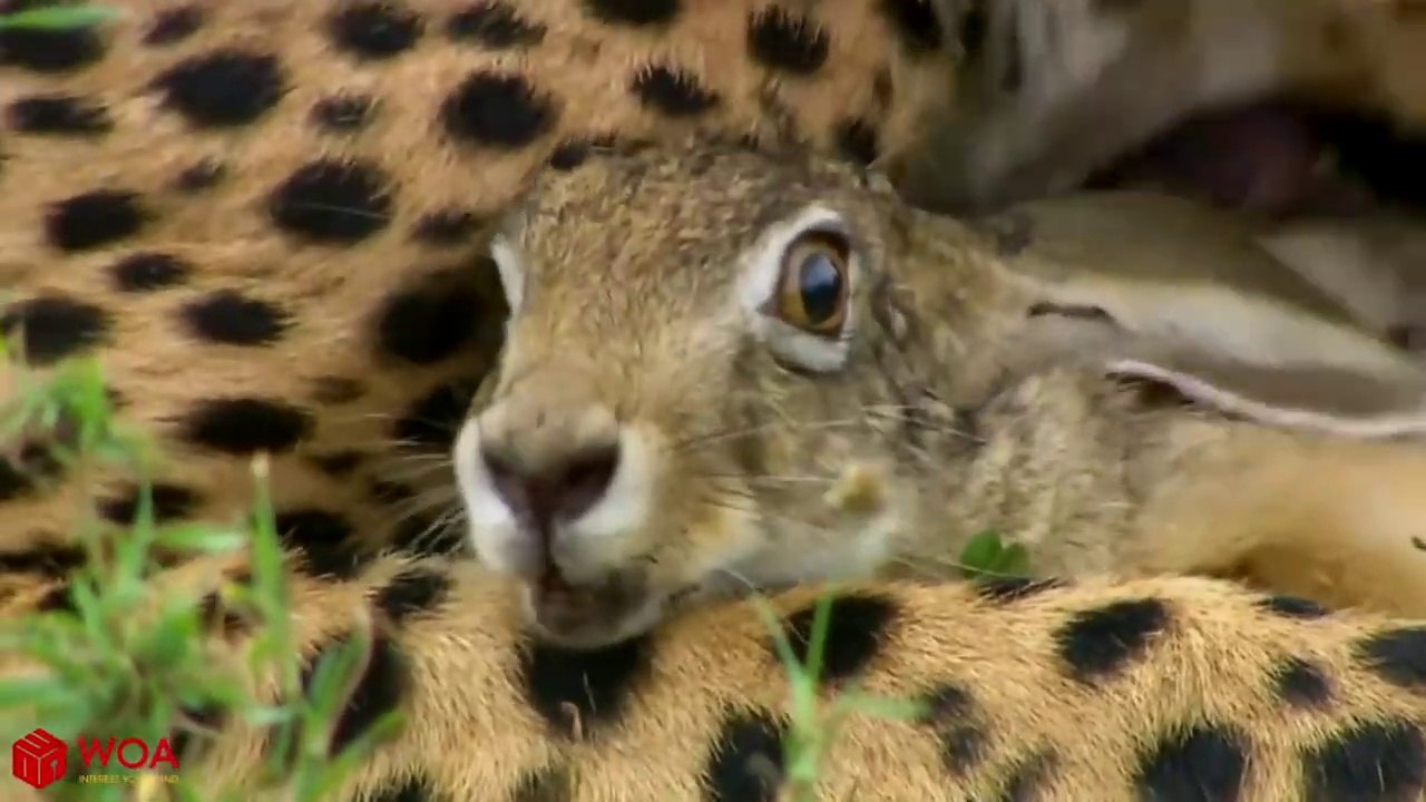 Cheetah Hunt Rabbit And Sad Ending!!!