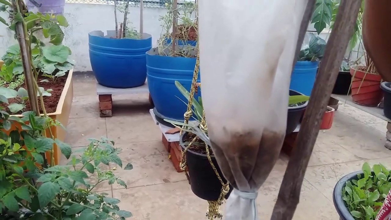 18-Look how flies got trapped within 2 nights!