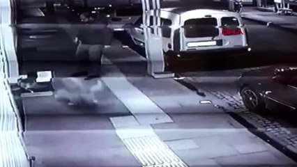 MANİSA Köpeğini, yeni doğum yapmış kedi ve yavrularının üstüne saldı