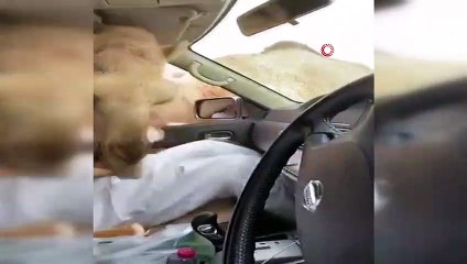 - BAE‘de aç kalan develer yolcuların ekmeği yedi