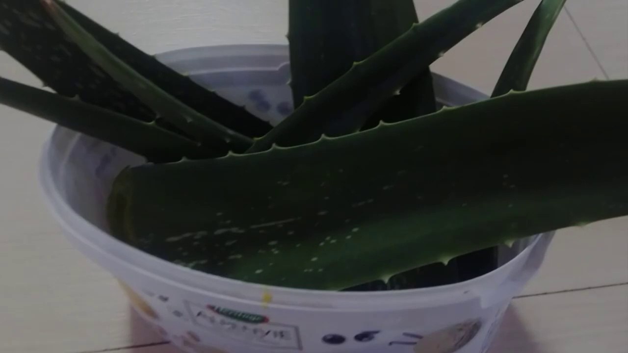 25-Best effective pesticide-Best use of aloe vera-Natural Pesticide _ Natural Aloe vera Pesticide