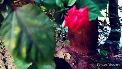 FLOWERS CINEMATIC SHORT VIDEO |