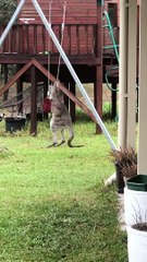 Wild Kangaroo Joey Playing with a Swing
