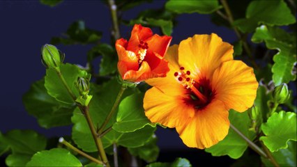 Abra seus caminhos com Nossa Senhora da Guia