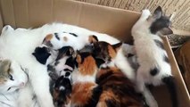 Kittens Fighting Over Mom's Milk,chatons se bagarrent pour teter