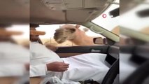 - BAE'de aç kalan develer yolcuların ekmeği yedi