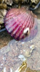 Amazing Fishing Catching Sea Food on the Beach 2020