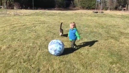 Ce chat a hâte que les enfants retournent à l'école et il le fait savoir