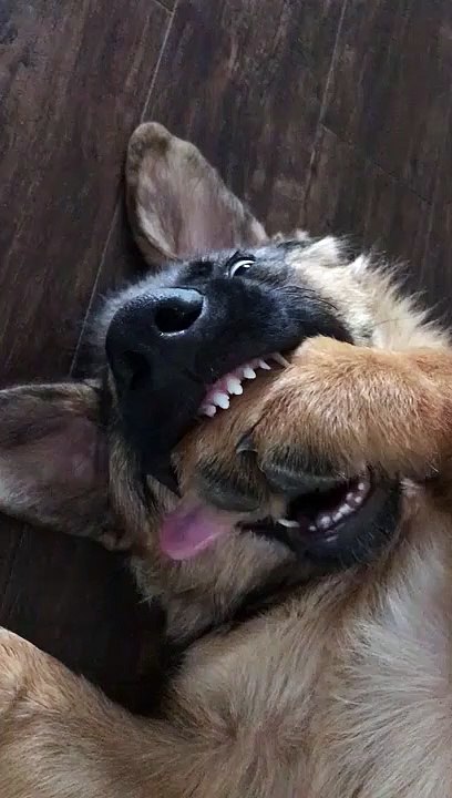 Ce chien n'en peut plus des humains en confinement...