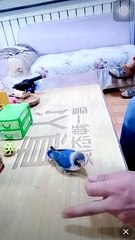 Il a réussi à dresser son petit oiseau d'une façon incroyable