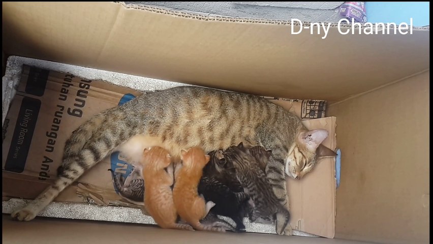 This cat give birth and feed to 9 child (kucing ini melahirkan dan menyusui 9 anak)