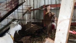 Birth video mother goat of two kids goats   episode 3