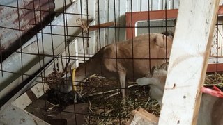 Birth video mother goat of two kids goats  episode 2