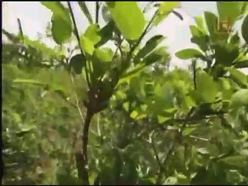 Documental Pablo escobar 2 de 5