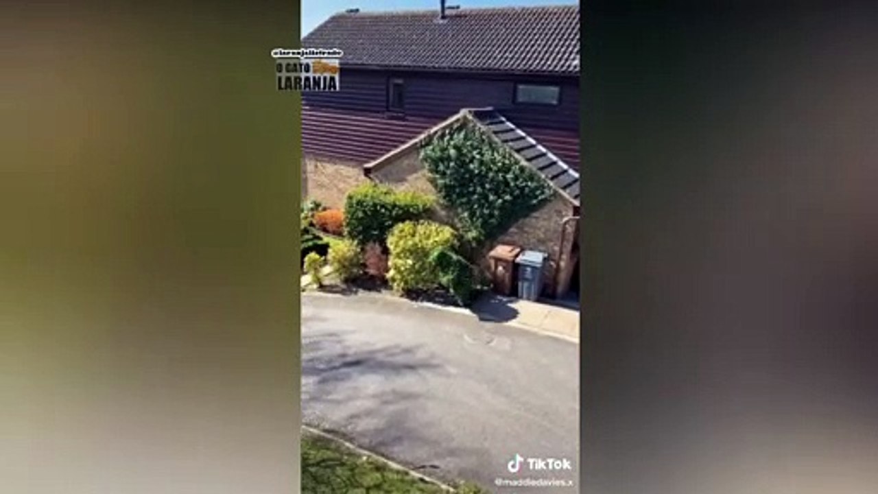 Homem se disfarça de arbusto para sair de