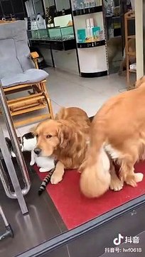 Müşteri köpekten korktuğu için dükkana giremiyor, sahibine köpeklerin içeri gitmesi için ricada bulunuyor ve köpekler efendi gibi laf dinlerken kediler yine bildiğiniz gibi