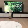 A dog longing for a beast and imitating