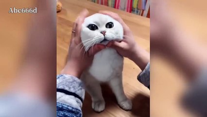 Baby Cats - Cute and Funny Cat Videos Compilation | Aww Animals