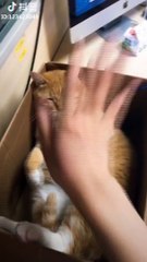 Baby Cats - Cute and Funny Cat Videos Compilation | Aww Animals