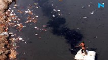 Watch: Clear & beautiful Yamuna amid Coronavirus lockdown