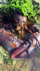 Amazing Fishing Catching Seafood on the beach