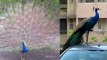 Peacock का Mumbai Roads पर Dance Video Viral | Peacock Dance Video in Mumbai Roads | Boldsky