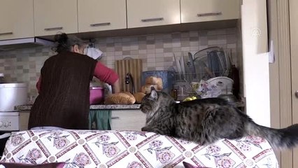 Beslediği sokak kedileri "aç kalmasın" diye 112'yi aradı (2)