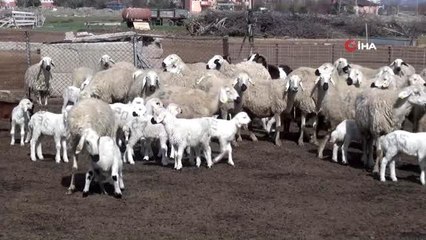 Aksaray'da tarımsal ve hayvansal üretim tüm hızıyla devam ediyor