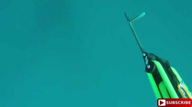 Zıpkınla Kırlangıç Balığı Avı - Spearfishing Red Snapper (Pargo Seda) Fish?