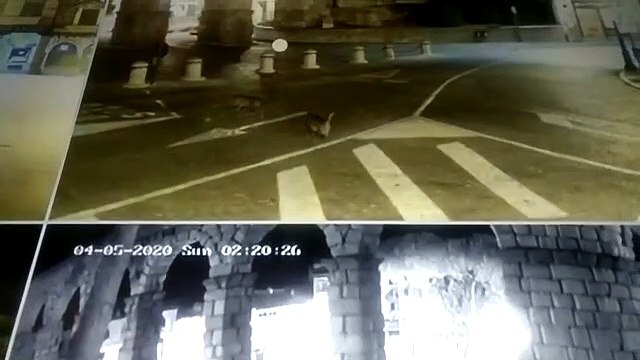 Dos gamos pasean por el centro de Segovia